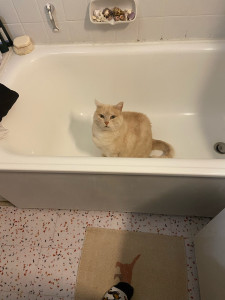 Photo de galerie - Garde chat