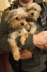 Photo de galerie - 2 petits Yorkshires (frère et sœur) adorables,  plusieures gardes sans aucun problème 