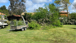 Photo de galerie - Elagage et coupe d'arbres