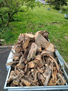 Photo de galerie - évacuation de souche d'arbres. 