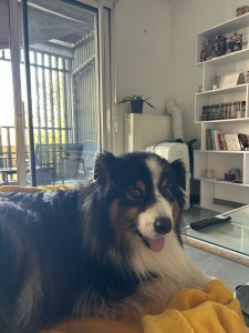 Photo de galerie - Zelda, une femelle berger australien de 6 ans garder 3 nuits !! Caresses, nourrissage, balades au parc :) 
