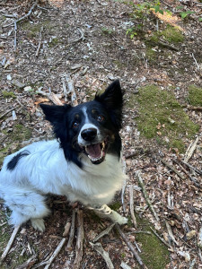 Photo de galerie - Garde chien