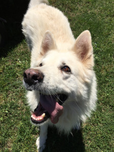 Photo de galerie - Garde animaux