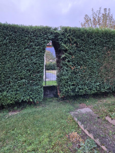 Photo de galerie - Taille de haies et d'arbustes