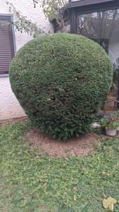 Photo de galerie - Taille d'arbuste