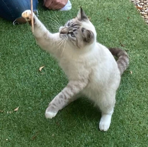 Photo de galerie - Garde chat à votre domicile. plusieurs passages par jour en votre absence