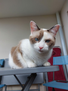 Photo de galerie - Sidonie, une jolie chatte tricolore que j'ai gardée à domicile. Elle est adorable, joueuse et câline. 