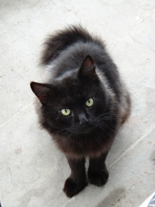 Photo de galerie - J'ai été famille d'accueil pour ce minou, le temps de lui trouver un adoptant.