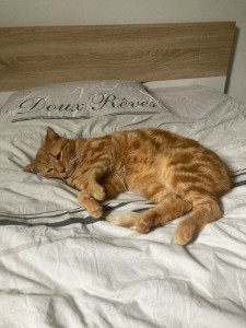 Photo de galerie - Garde chat