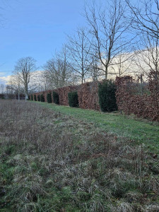 Photo de galerie - Taille de la charmilles avec formation de boule d’if plus évacuation 
