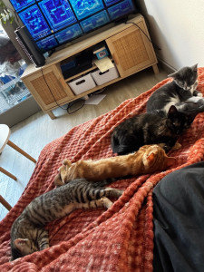 Photo de galerie - Famille d’accueille d’une chatte avec ses quatres chatons de leur 2 semaines de vie à leur sevrage.