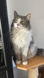 Photo de galerie - Garde de chat 