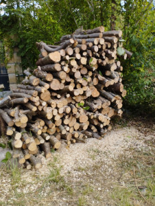 Photo de galerie - Elagage et coupe d'arbres