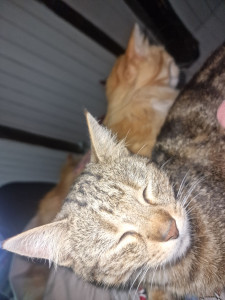 Photo de galerie - Mes 2 chats Kovu et Kiera qui ont 7 ans 