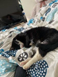 Photo de galerie - Garde de Félix 