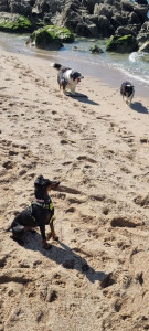 Photo de galerie - Berger australien et shetland en garde avec ma manchester terrier 