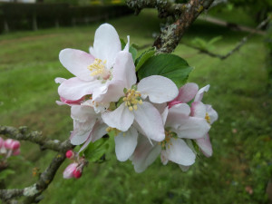 Photo de galerie - Tailler les fruitiers en leur saison, les préserver contre les maladies de manière naturelle, envisager de belles récoltes. 