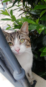 Photo de galerie - Garde chat de ma voisine 