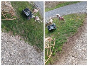 Photo de galerie - ✨ Chablais Service Express – Tout faire, tout de suite ! ✨
