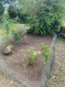 Photo de galerie - Désherbage 