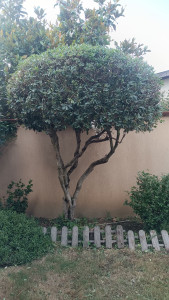 Photo de galerie - Taille 