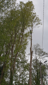 Photo de galerie - Elagage et coupe d'arbres