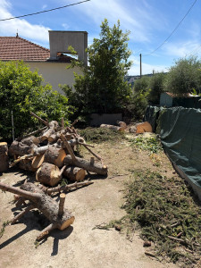 Photo de galerie - Elagage et coupe d'arbres