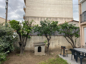 Photo de galerie - Élagage d’un clémentinier (après)