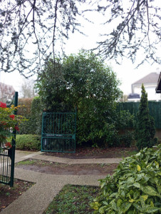 Photo de galerie - Taille de rabattage d'une petite haie de Lauriers [1/2]