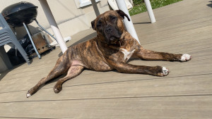 Photo de galerie - Garde chien