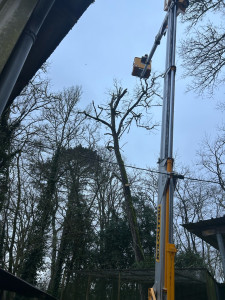 Photo de galerie - Démontage à la nacelle d’un Robinier faux acacia