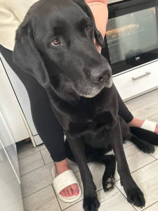 Photo de galerie - Garde chien