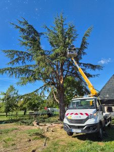 Photo de galerie - Elagage et coupe d'arbres