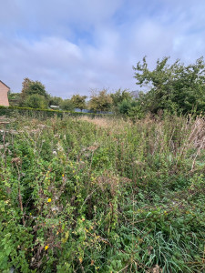 Photo de galerie - Terrain en friche débroussaillage d’urgence (AVANT)