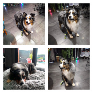 Photo de galerie - Garde chien