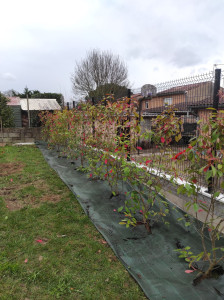 Photo de galerie - Pose de haie avec toile de paillage