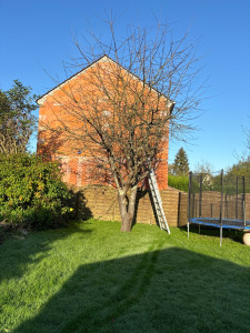 Photo de galerie - Elagage et coupe d'arbres