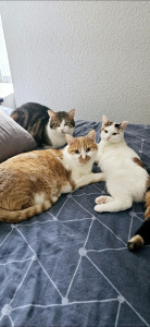 Photo de galerie - Chats 2