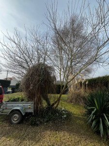 Photo de galerie - Elagage et coupe d'arbres