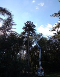 Photo de galerie - Elagage et coupe d'arbres