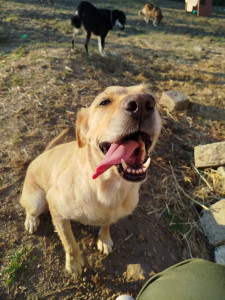 Photo de galerie - Garde chien