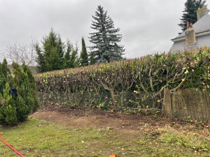 Photo de galerie - Elagage et coupe d'arbres