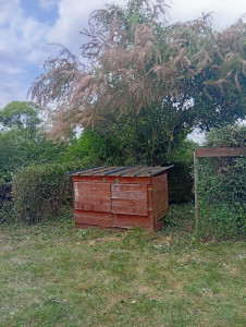 Photo de galerie - Taille de haies et léger élagage au tamarix pour dégager le poulailler 