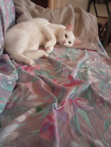 Photo de galerie - Shifa, adoooorable et jolie chatte accueillie chez moi, très sage 