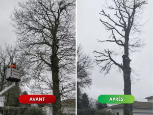 Photo de galerie - Elagage 