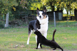 Photo de galerie - Mon chien et mon chat ( plus de ce monde malheureusement ) 