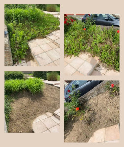 Photo de galerie - Désherbage