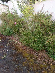 Photo de galerie - Tonte de pelouse - Débroussaillage