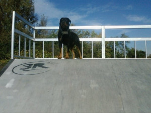 Photo de galerie - La sécurité de votre chien est ma priorité. Être pet sitter n’est pas seulement un travail pour moi, c’est une véritable passion.