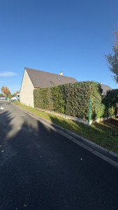 Photo de galerie - Taille de haie 